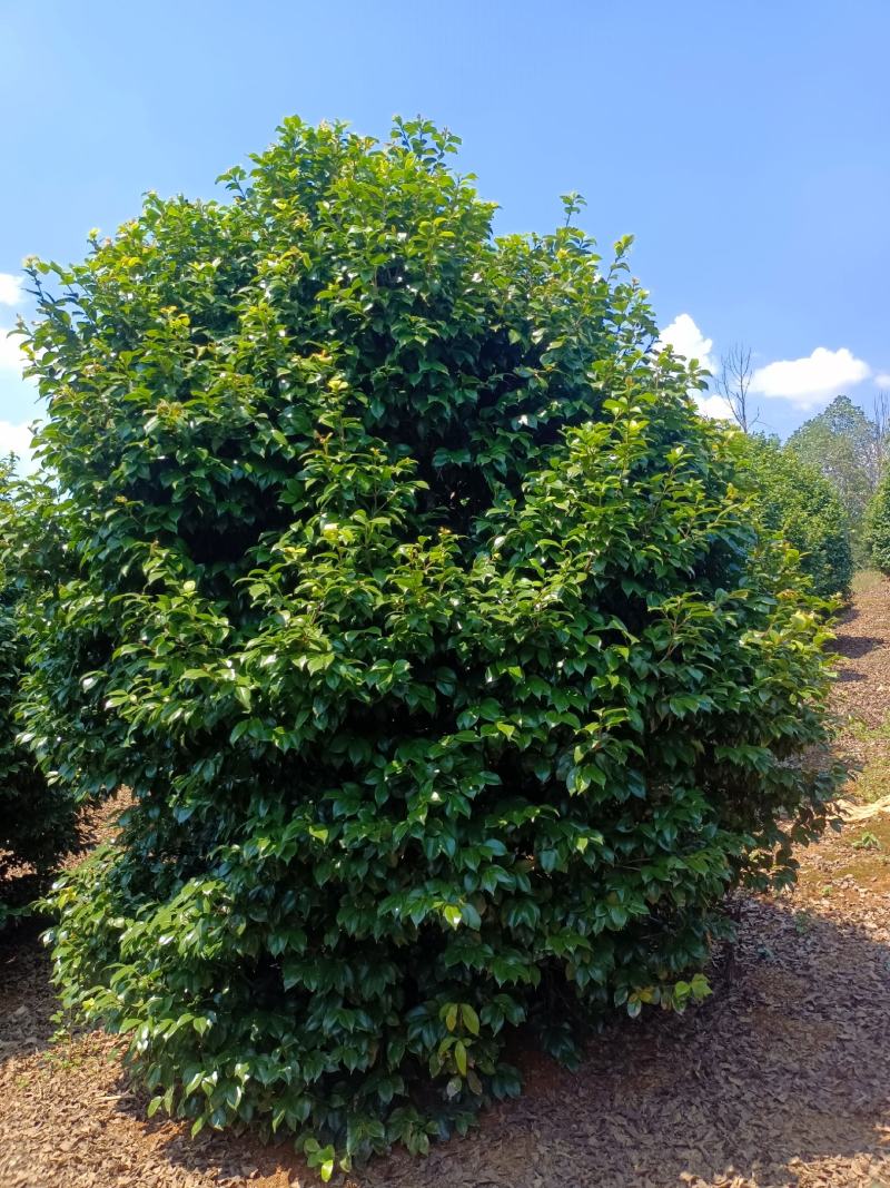 茶梅树，茶梅球，精修茶梅大树，低分枝茶梅树【鸿洋园艺】