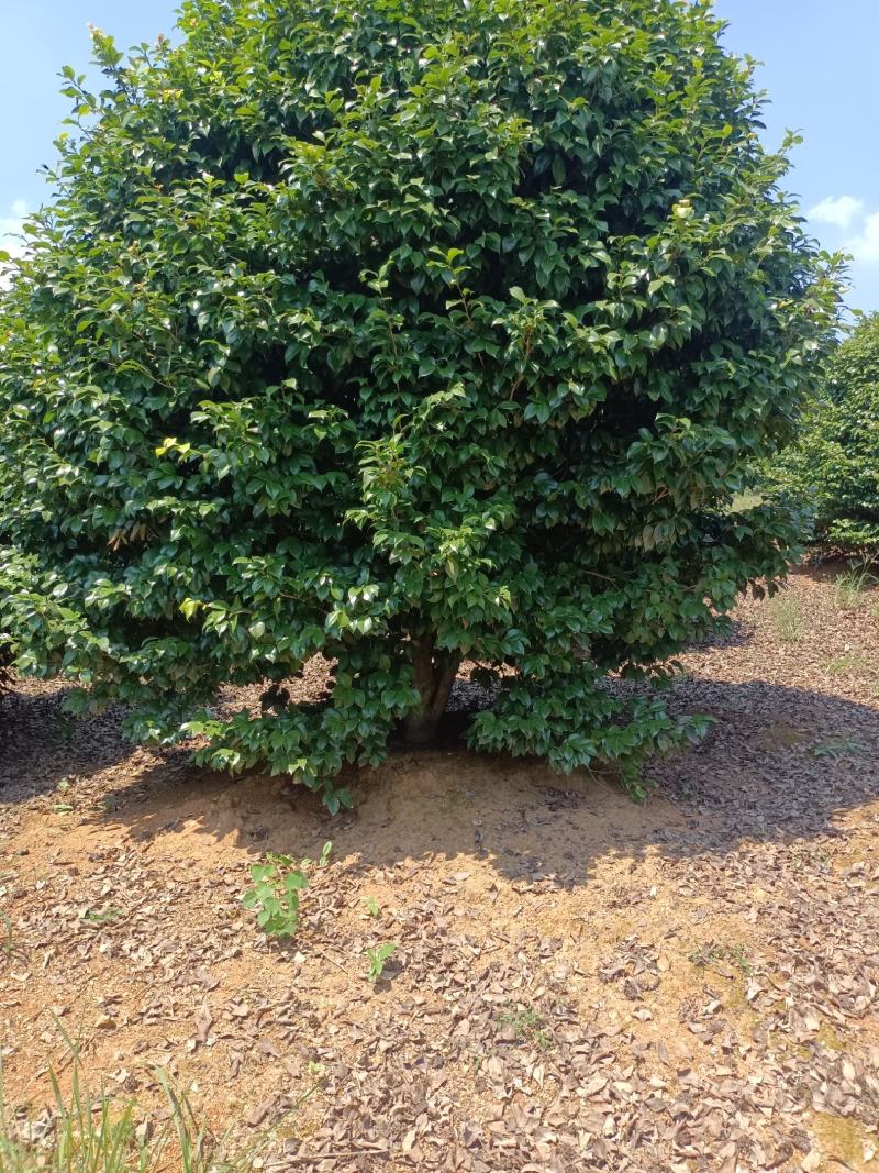 茶梅树，茶梅球，精修茶梅大树，低分枝茶梅树【鸿洋园艺】
