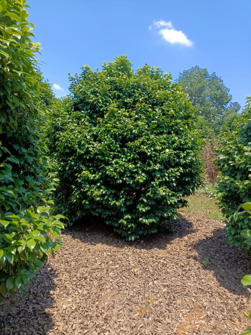 茶梅树，茶梅球，精修茶梅大树，低分枝茶梅树【鸿洋园艺】