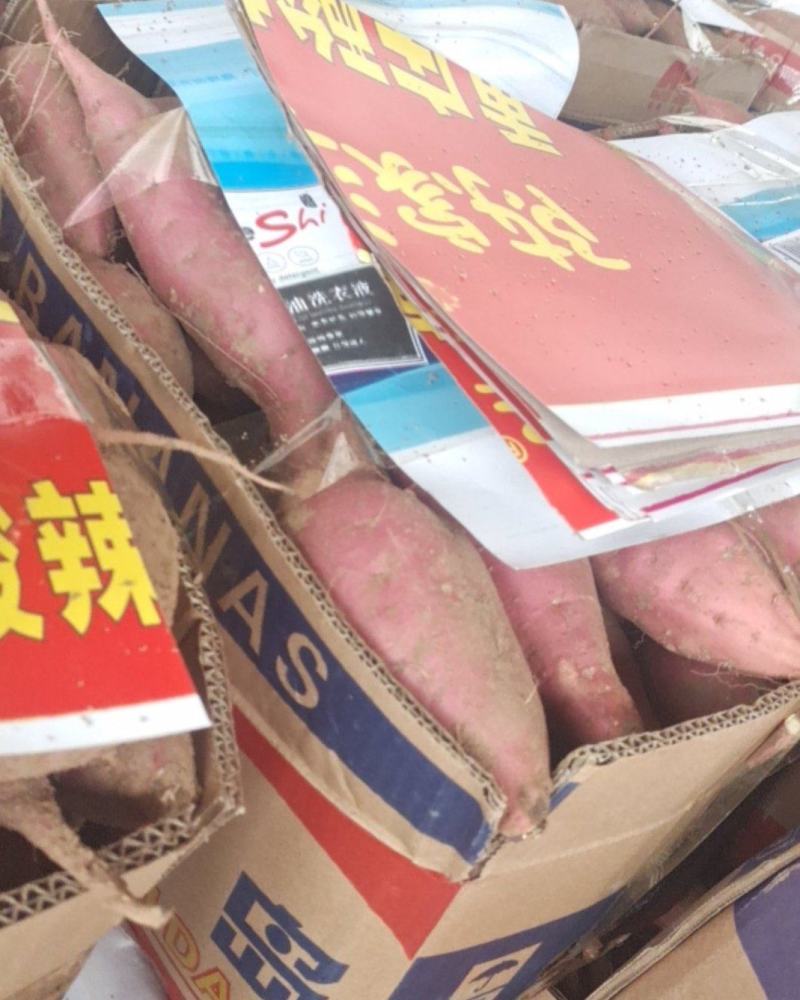 大量供应商薯19红皮白瓤，一手货源视频看货品质保量