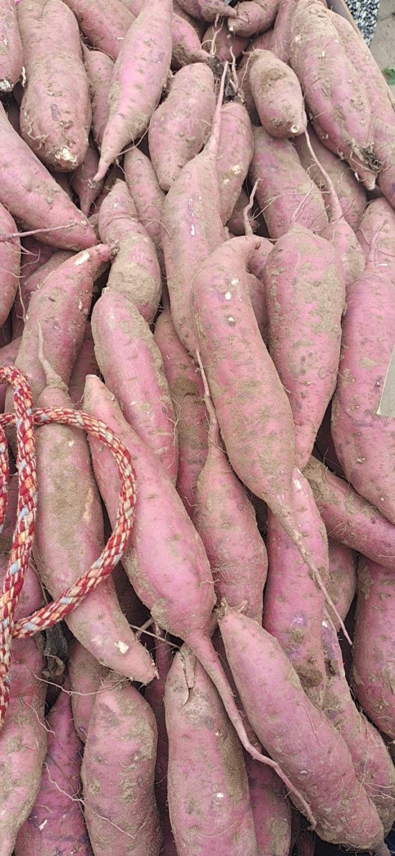 大量供应商薯19红皮白瓤，一手货源视频看货品质保量