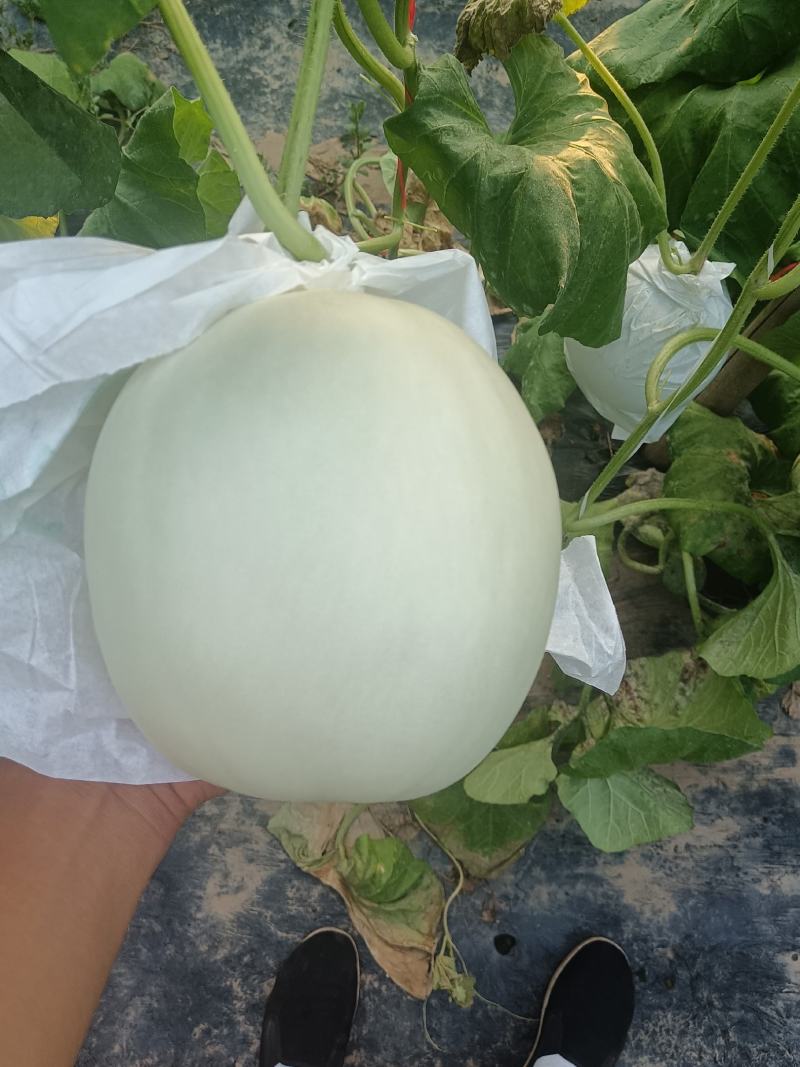 玉菇！！个头匀实！！口感甜！皮毛干净！