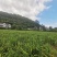 贵州二黄姜