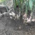 贵州二黄姜