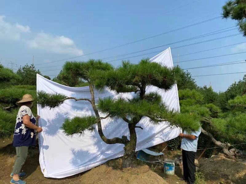 泰山造型黑松造型油松迎客松基地发货一手货源