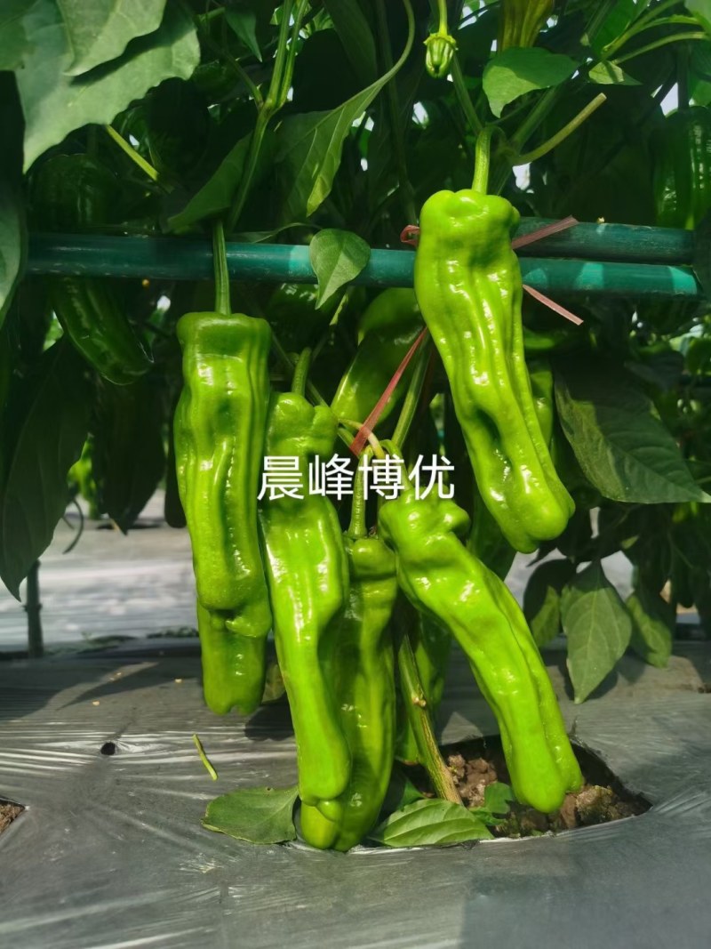 晨峰博优薄皮泡椒果色浅绿辣味中等皮薄质脆品质保证厂家发货