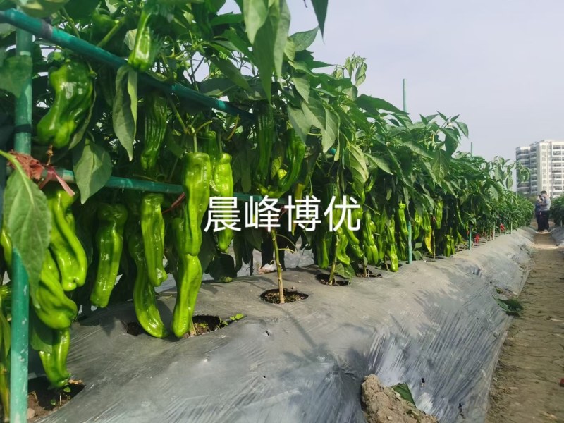 晨峰博优薄皮泡椒果色浅绿辣味中等皮薄质脆品质保证厂家发货