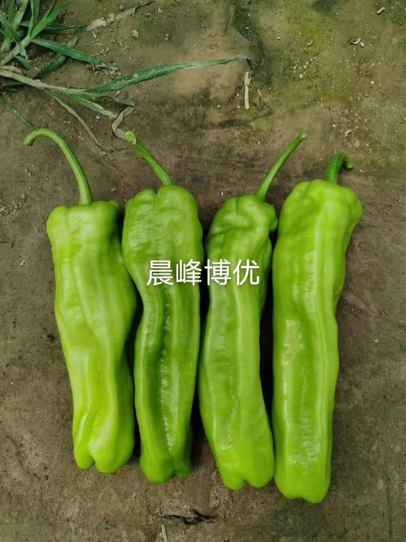 晨峰博优薄皮泡椒果色浅绿辣味中等皮薄质脆品质保证厂家发货