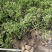 226土豆有需要的老板联系我大量上市中