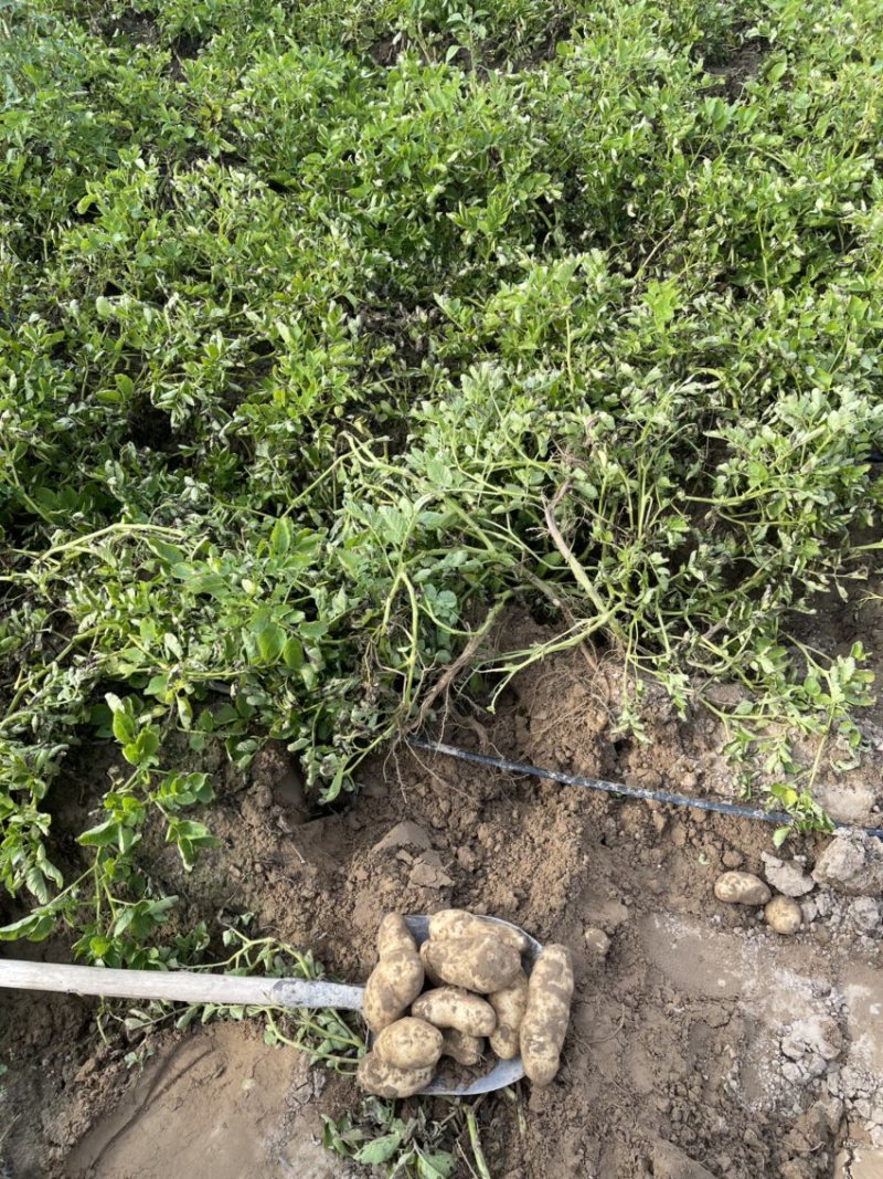 226土豆有需要的老板联系我大量上市中