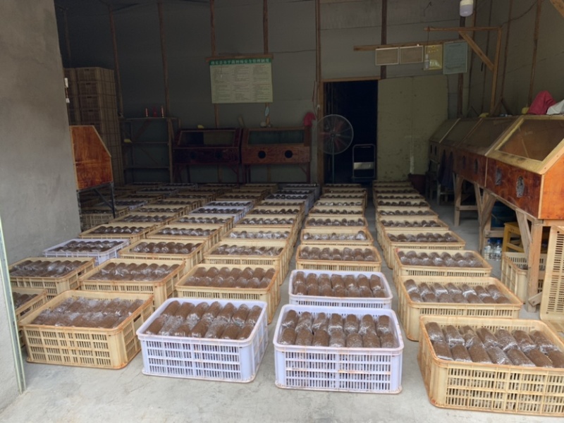 赤松茸菌种福建基地直供价格实惠有意者可电话联系
