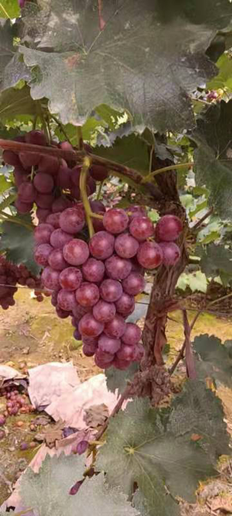 永清巨峰葡萄，沙土地，串匀色好，果农一手，无差价