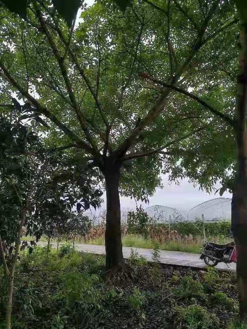 黄葛树20-50公分大量现货