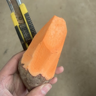 西瓜红红薯安徽货，大量出售中，口味甜