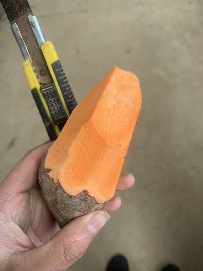 西瓜红红薯安徽货，大量出售中，口味甜