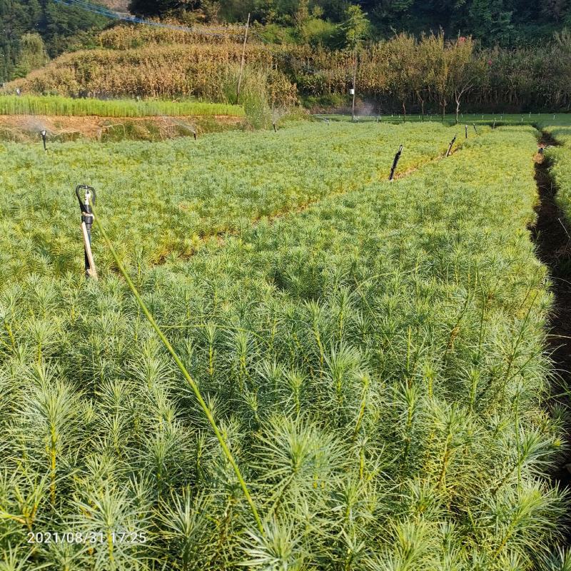 华山松，本苗圃长期出售各种规格华山松袋苗，可做绿荒山造林