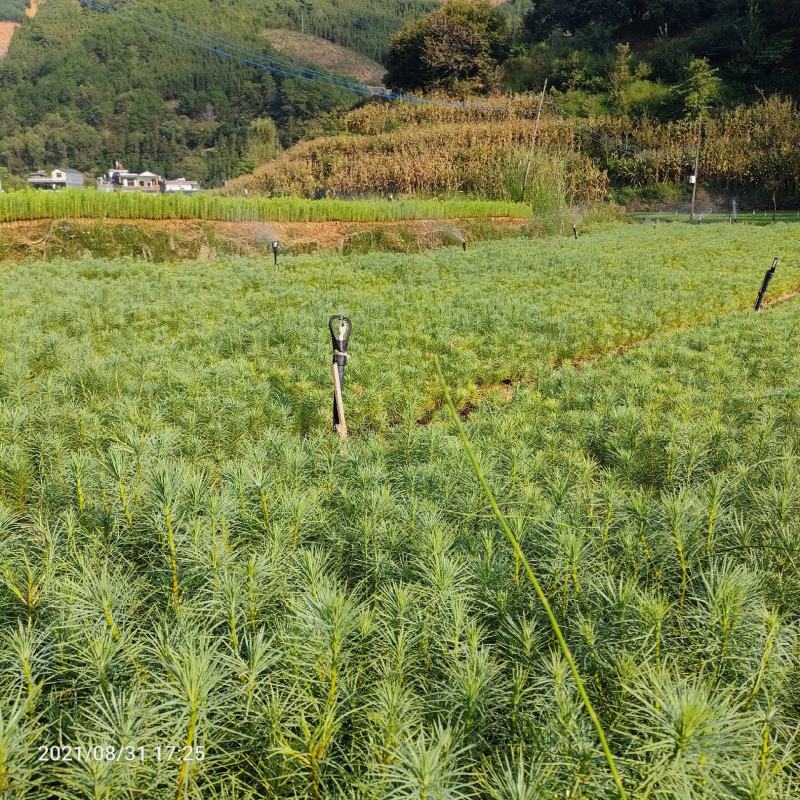 华山松，本苗圃长期出售各种规格华山松袋苗，可做绿荒山造林