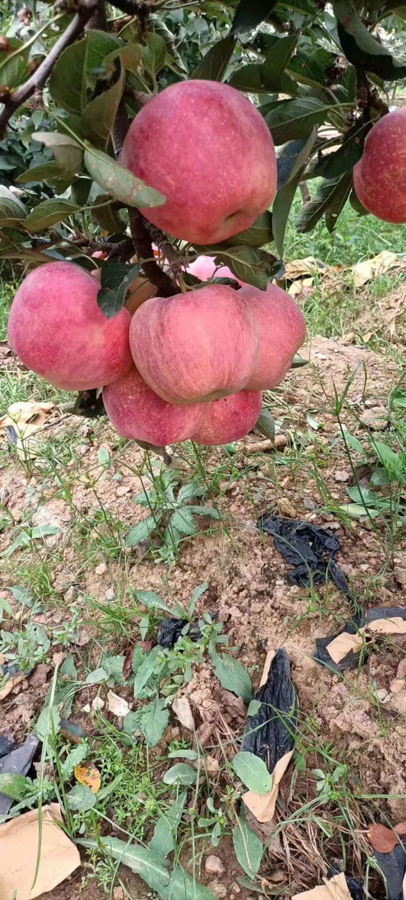 红星苹果产地批发红星苹果已大量上市货源充足全国发货