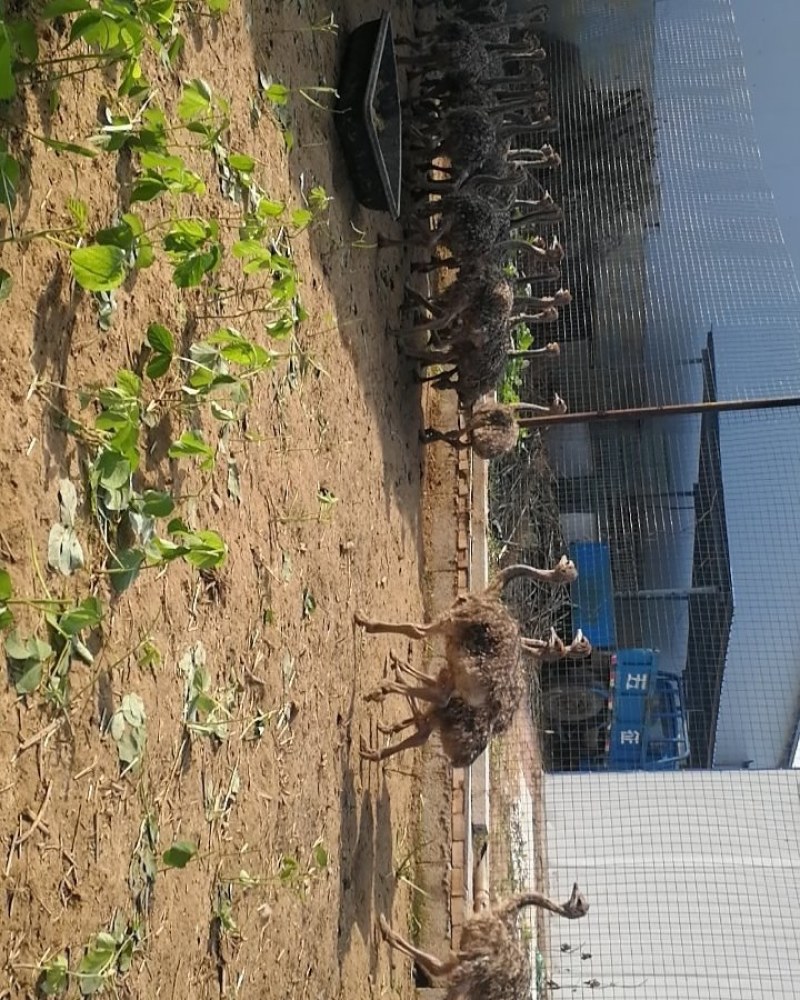 供应大量青年火鸡最后一批火鸡苗数量不多马上涨价