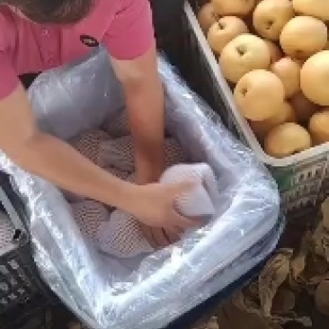 秋月梨