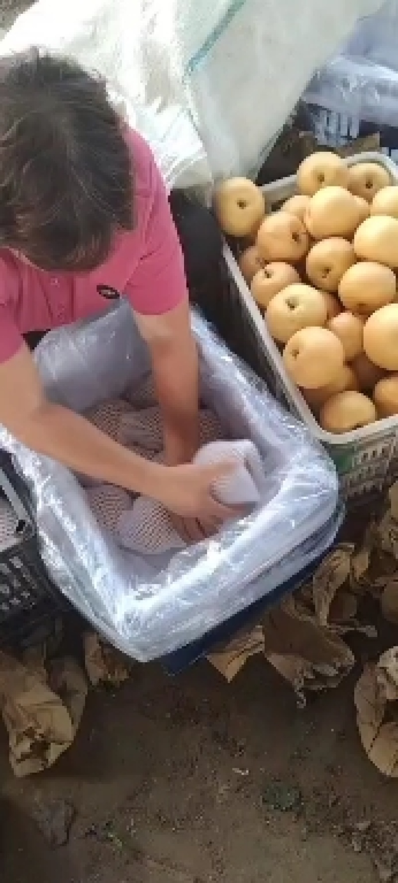 秋月梨