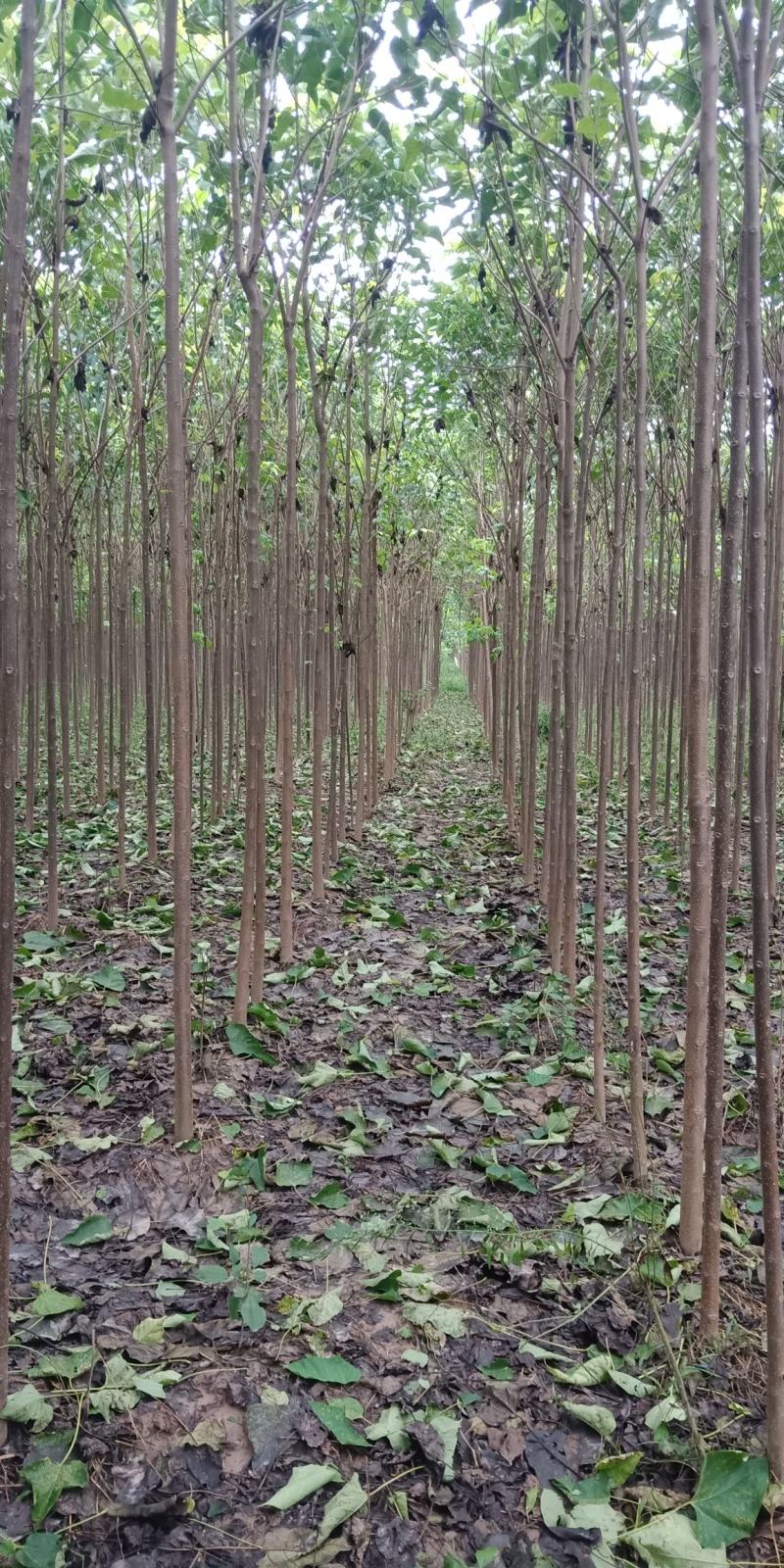 楸树，2-6公分，量大基地直销欢迎前来选购