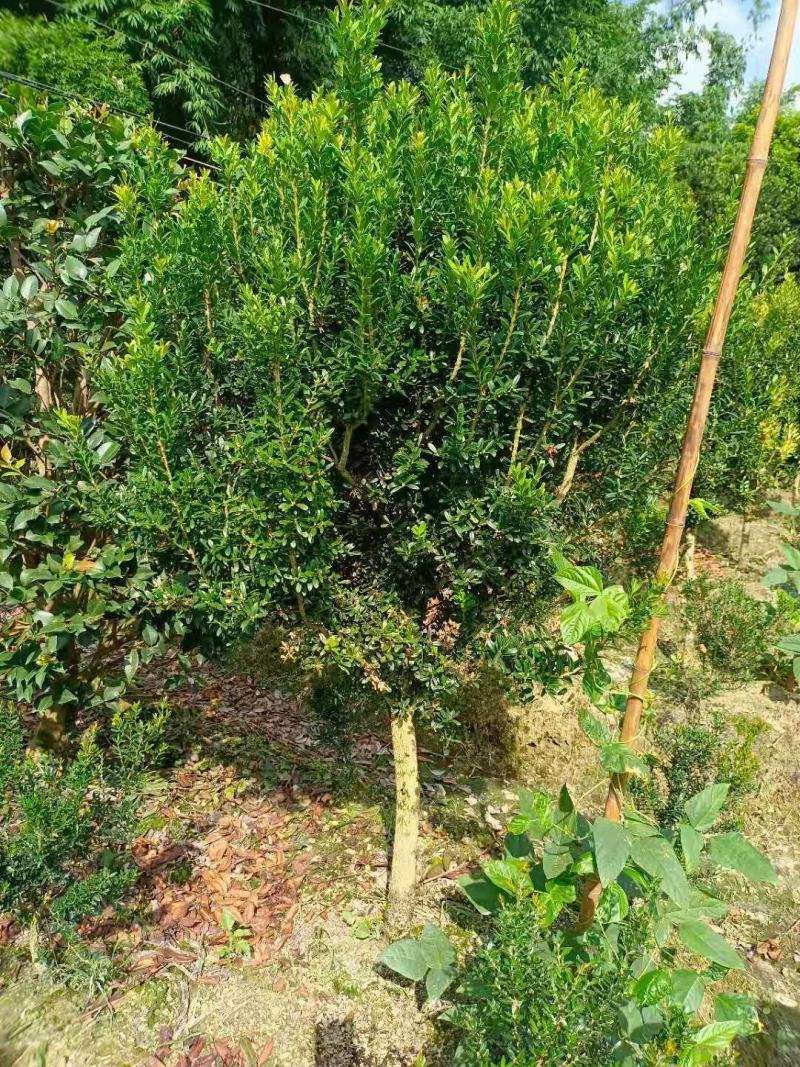 雀舌黄杨球，福建雀舌黄杨球种植基地，欢迎新老客户来实地考