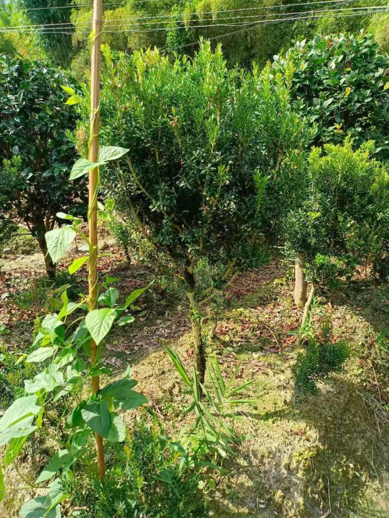 雀舌黄杨球，福建雀舌黄杨球种植基地，欢迎新老客户来实地考