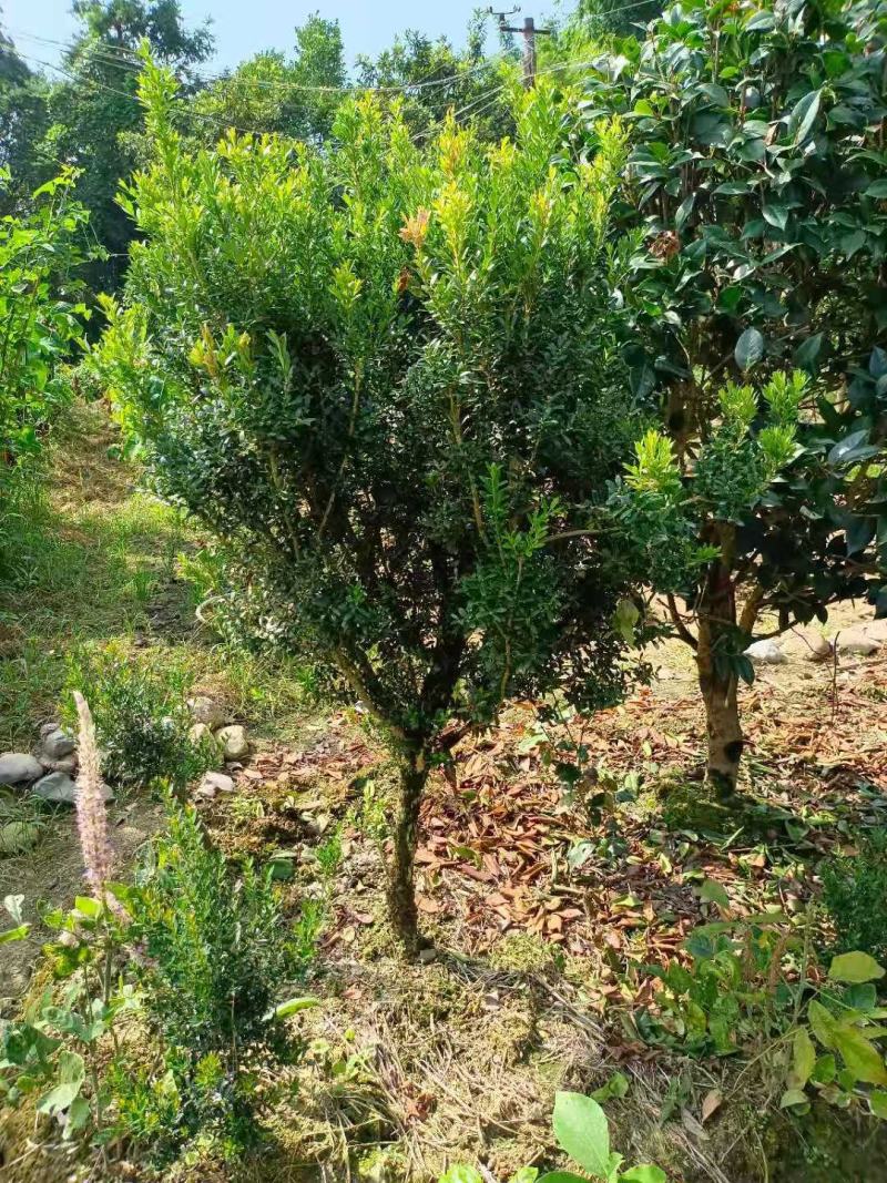 雀舌黄杨球，福建雀舌黄杨球种植基地，欢迎新老客户来实地考