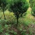 雀舌黄杨球，福建雀舌黄杨球种植基地，欢迎新老客户来实地考