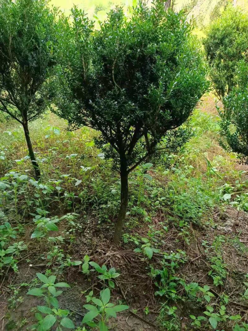 雀舌黄杨球，福建雀舌黄杨球种植基地，欢迎新老客户来实地考