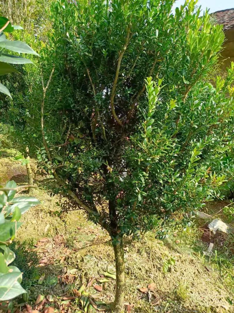雀舌黄杨球，福建雀舌黄杨球种植基地，欢迎新老客户来实地考