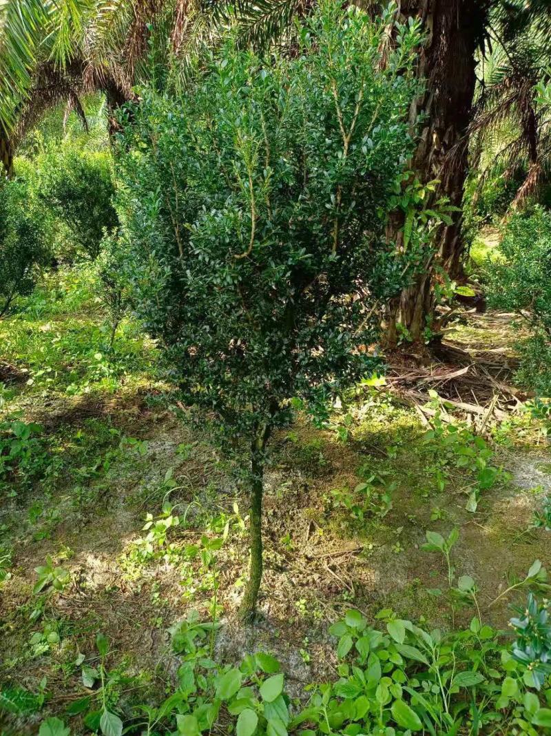 雀舌黄杨球，福建雀舌黄杨球种植基地，欢迎新老客户来实地考
