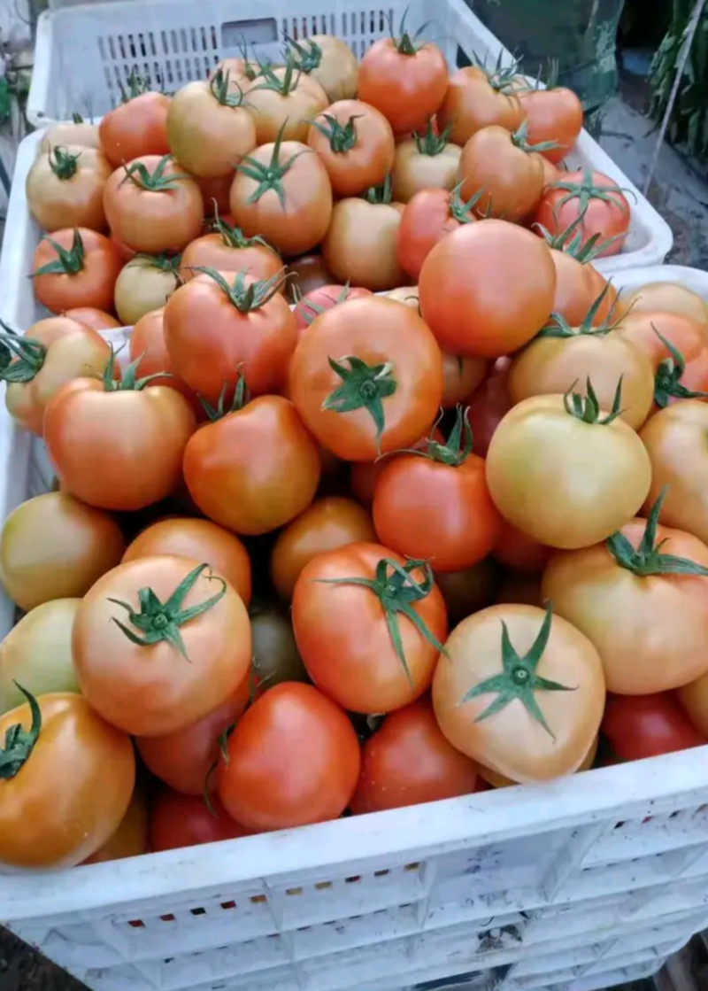 西红柿万亩基地大量有货