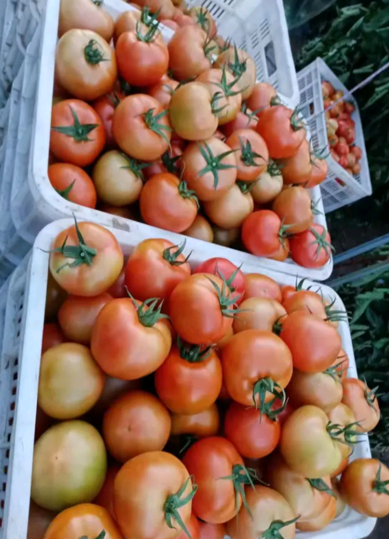 西红柿万亩基地大量有货