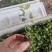 蓝莓穴盘苗-蓝莓苔藓苗-蓝莓小苗1.5元/棵起