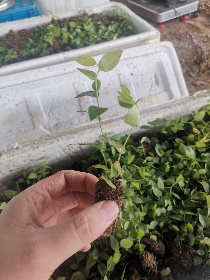 蓝莓穴盘苗-蓝莓苔藓苗-蓝莓小苗1.5元/棵起