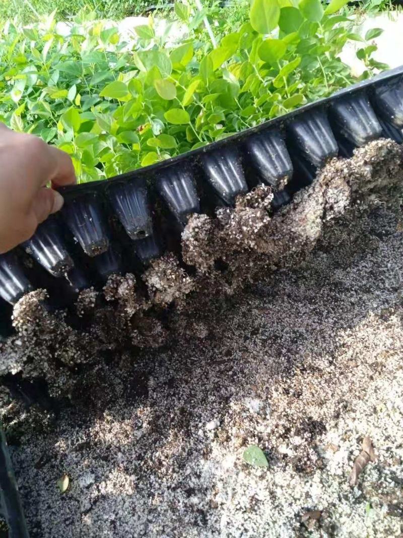 蓝莓穴盘苗-蓝莓苔藓苗-蓝莓小苗1.5元/棵起