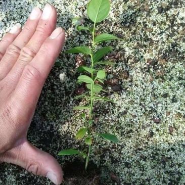 蓝莓穴盘苗-蓝莓苔藓苗-蓝莓小苗1.5元/棵起