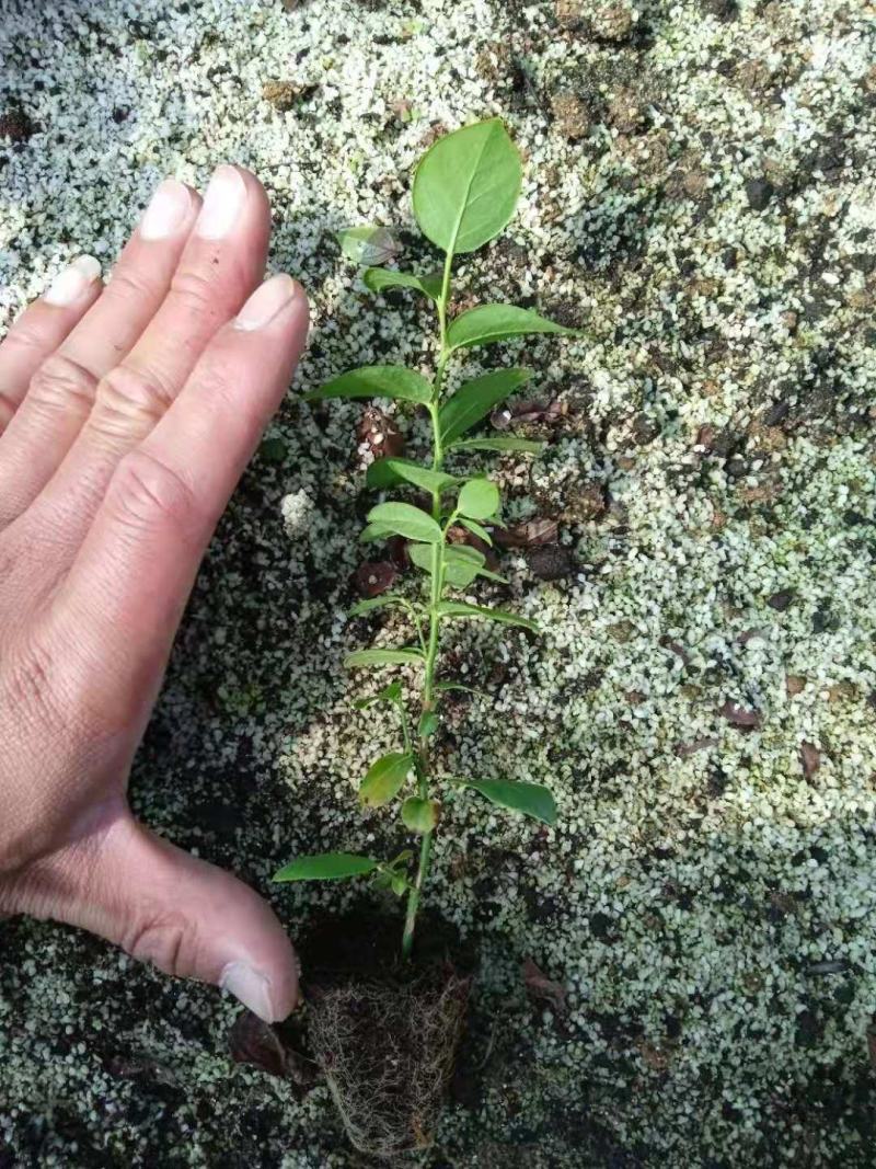 蓝莓穴盘苗-蓝莓苔藓苗-蓝莓小苗1.5元/棵起