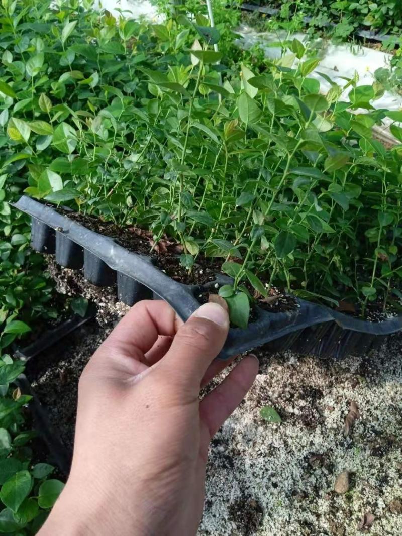 蓝莓穴盘苗-蓝莓苔藓苗-蓝莓小苗1.5元/棵起