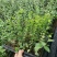 蓝莓穴盘苗-蓝莓苔藓苗-蓝莓小苗1.5元/棵起