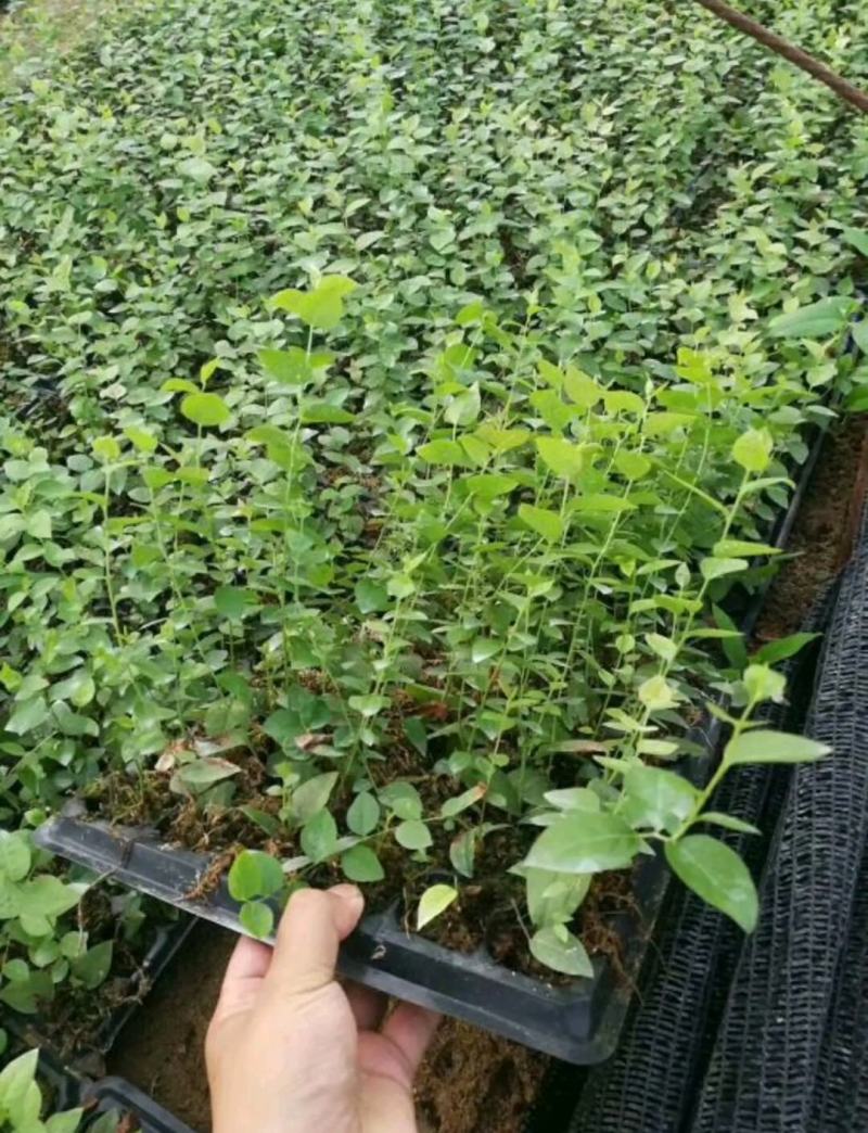 蓝莓穴盘苗-蓝莓苔藓苗-蓝莓小苗1.5元/棵起