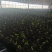 蓝莓穴盘苗-蓝莓苔藓苗-蓝莓小苗1.5元/棵起