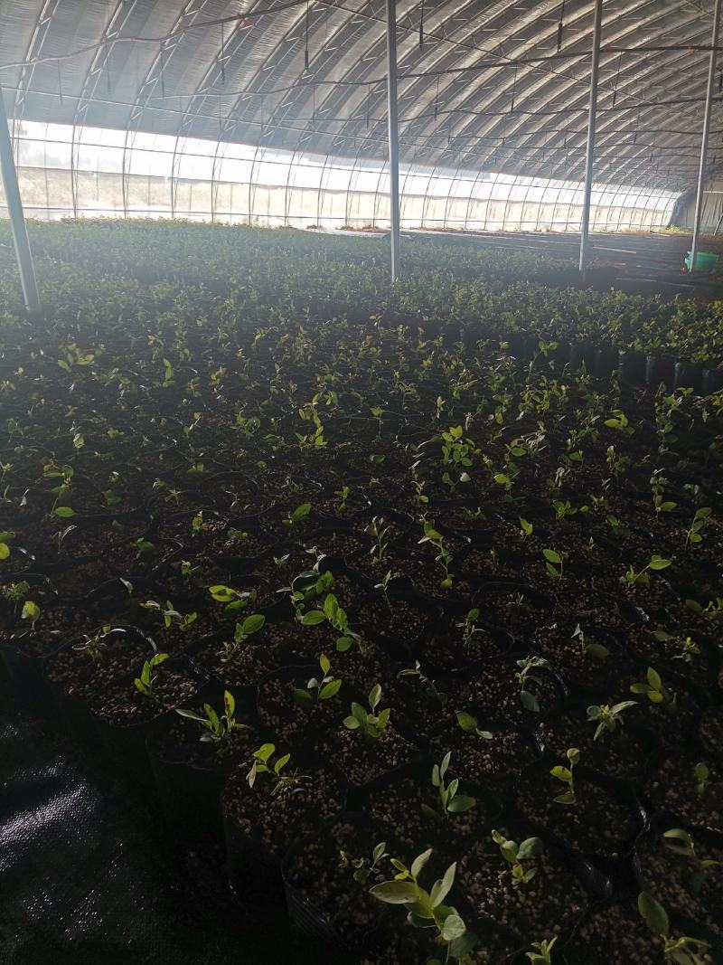 蓝莓穴盘苗-蓝莓苔藓苗-蓝莓小苗1.5元/棵起
