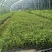 蓝莓穴盘苗-蓝莓苔藓苗-蓝莓小苗1.5元/棵起