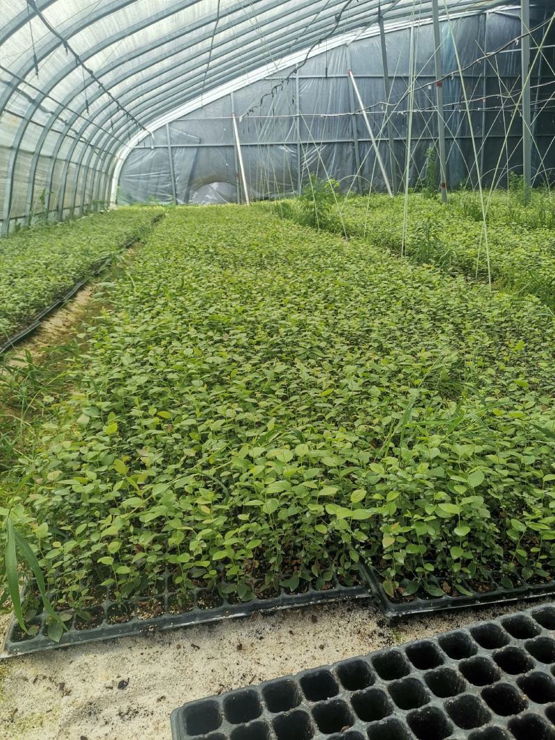 蓝莓穴盘苗-蓝莓苔藓苗-蓝莓小苗1.5元/棵起