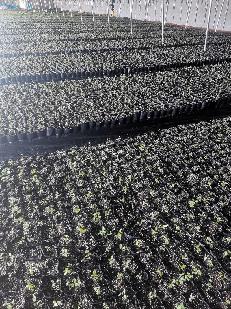 蓝莓穴盘苗-蓝莓苔藓苗-蓝莓小苗1.5元/棵起
