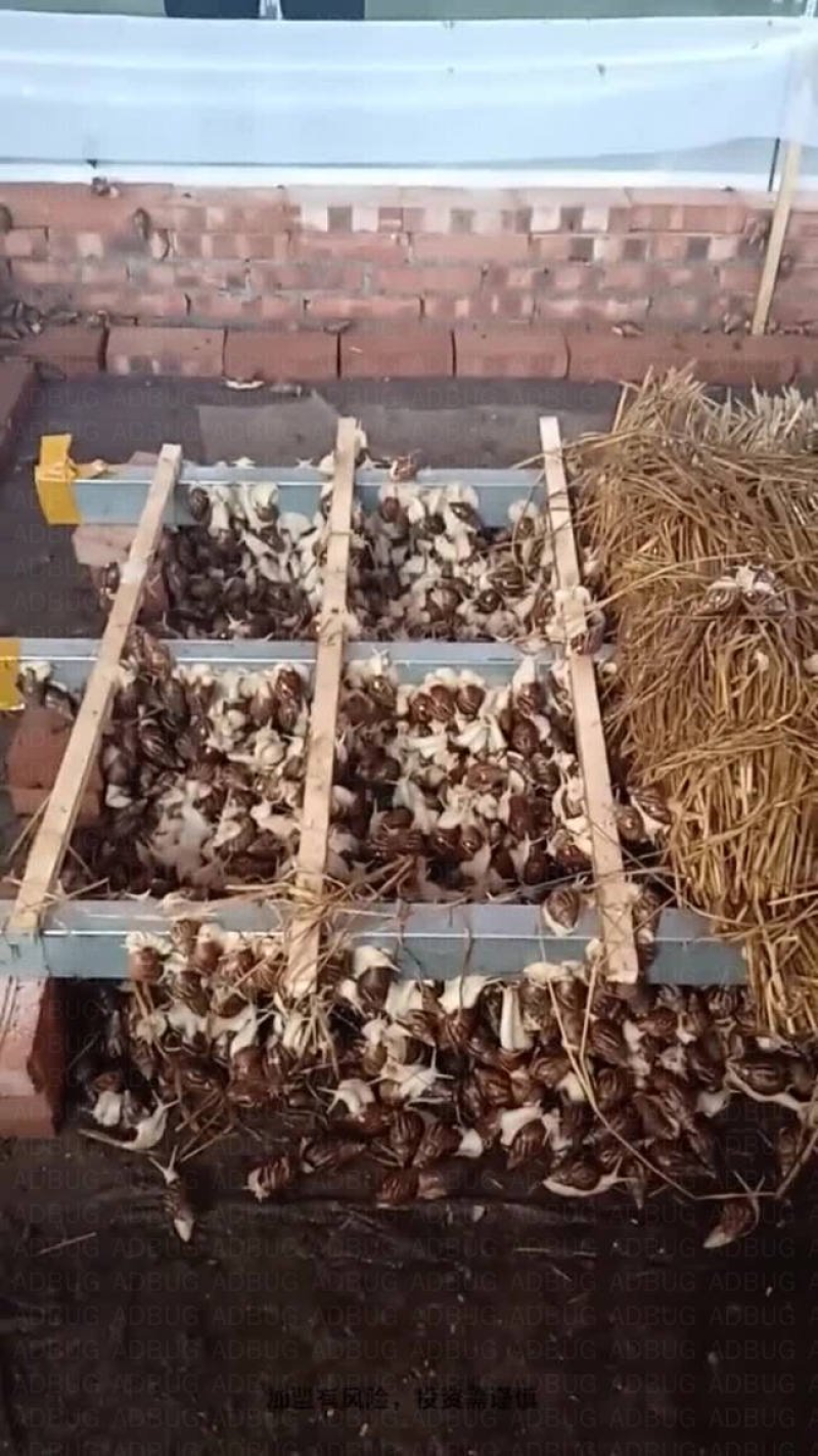 白玉蜗牛美容食用
