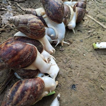 白玉蜗牛美容食用